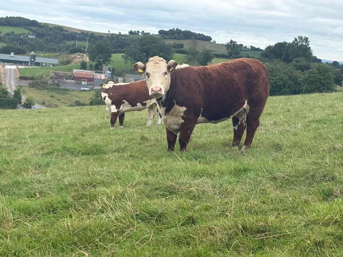 Hereford In Calf Heifers - Image 1