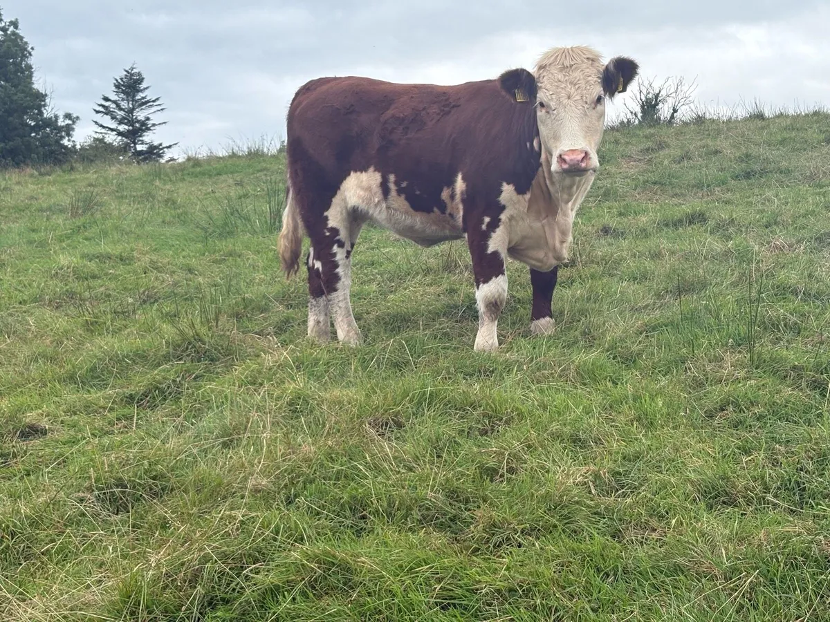 Hereford In Calf Heifers - Image 2