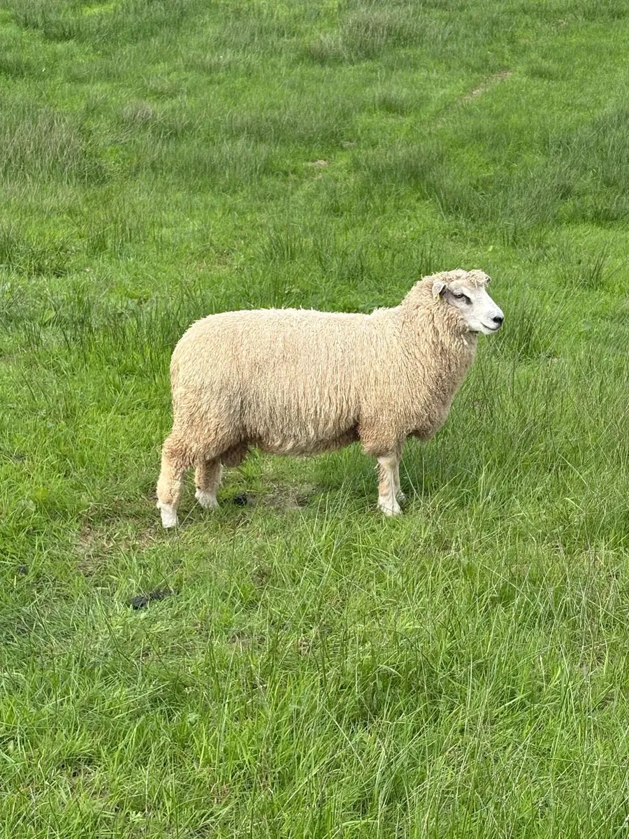 Organic Romney Ram Lambs - Image 1