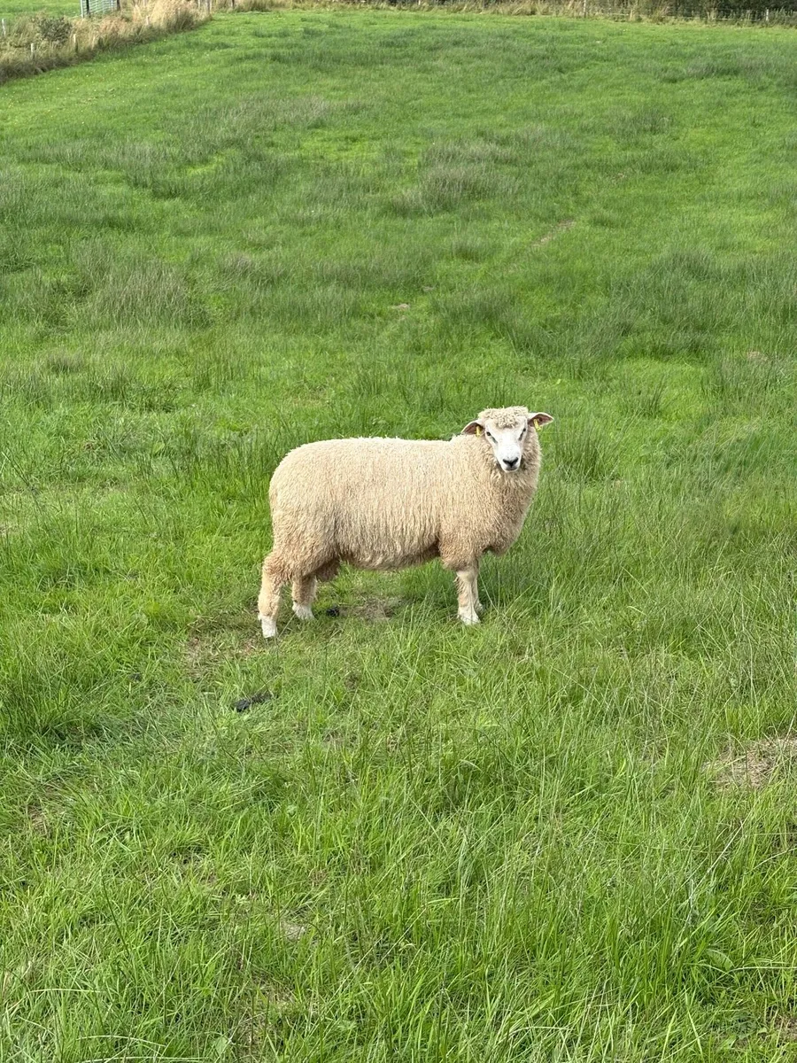 Organic Romney Ram Lambs - Image 2