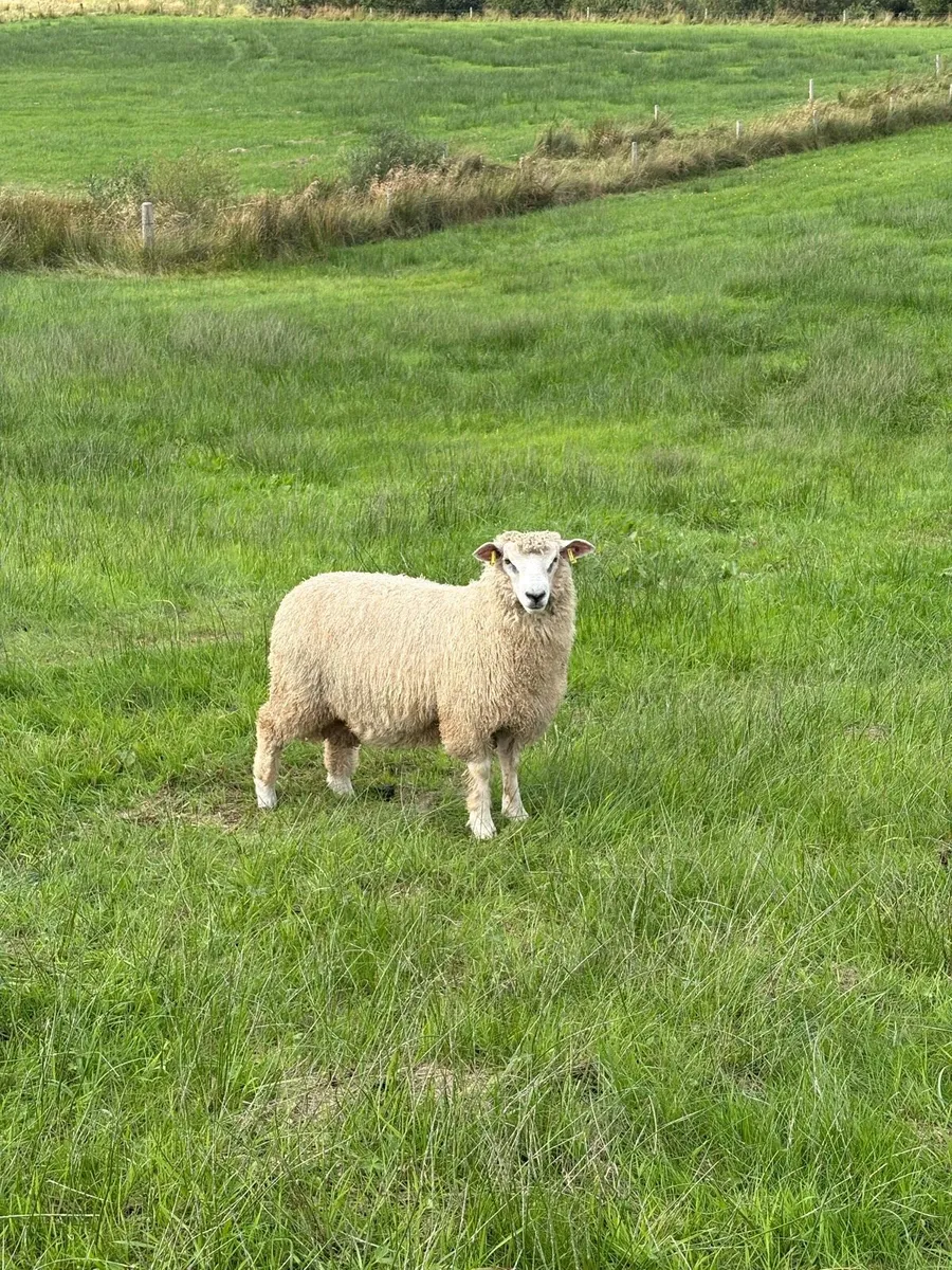 Organic Romney Ram Lambs - Image 3