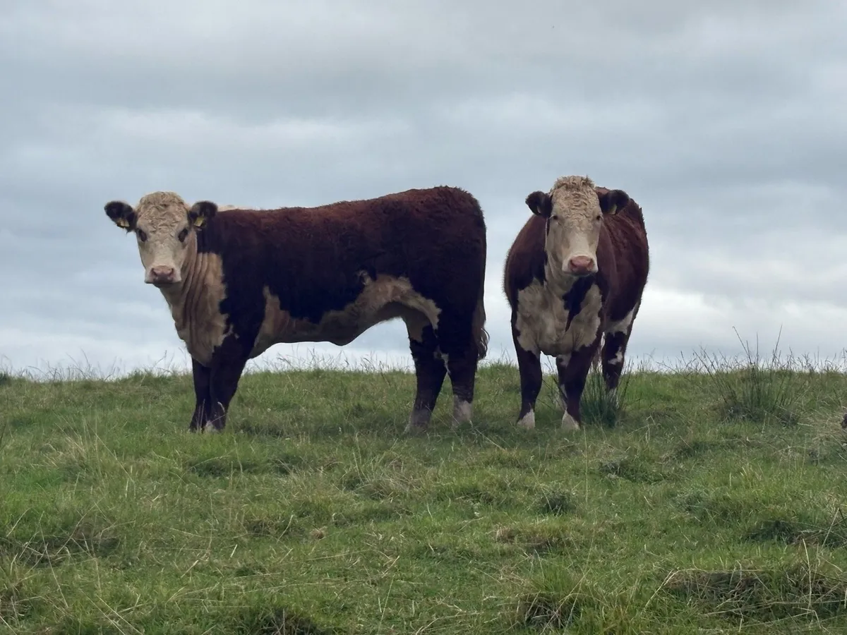 Hereford In Calf Heifers - Image 3