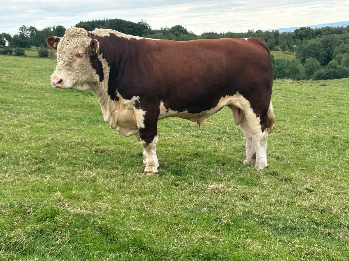 Hereford In Calf Heifers - Image 4