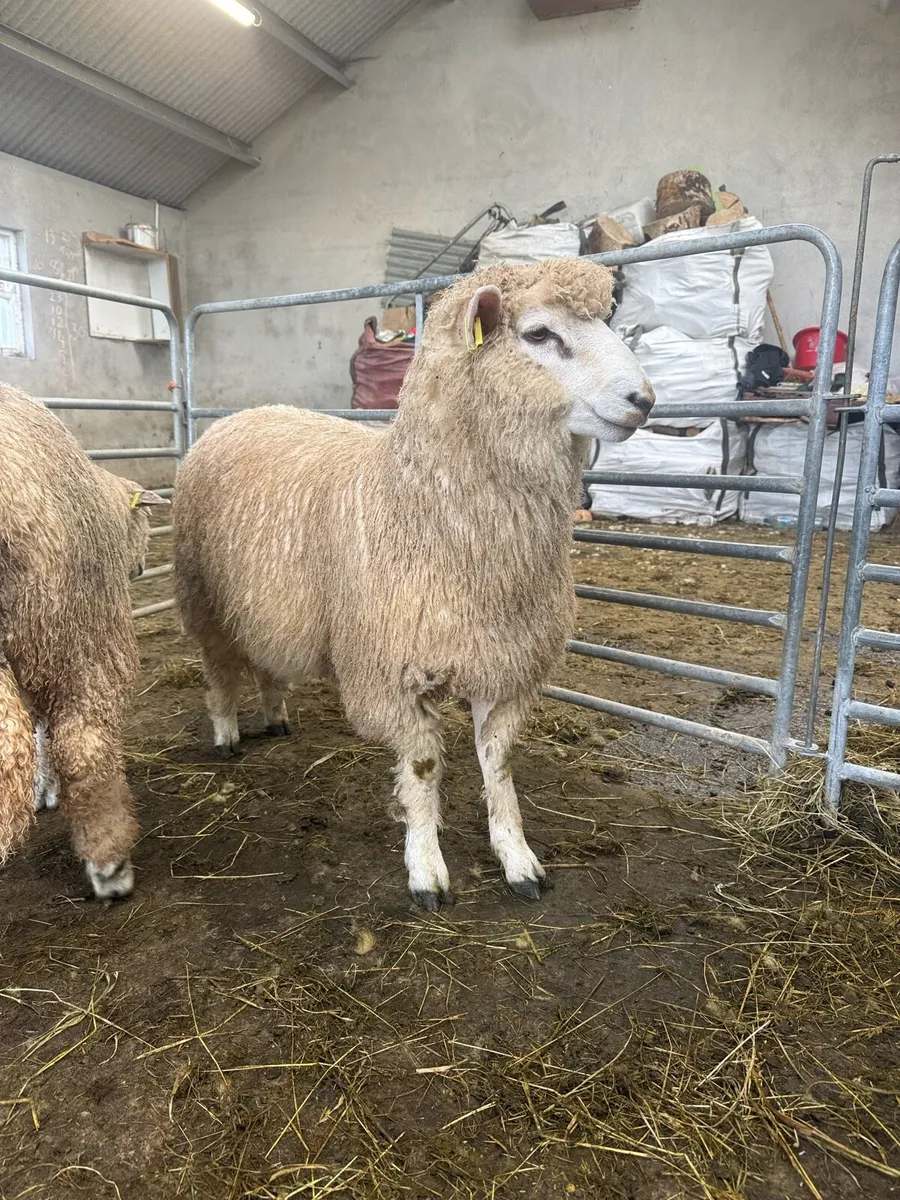 Organic Romney Ram Lambs - Image 4