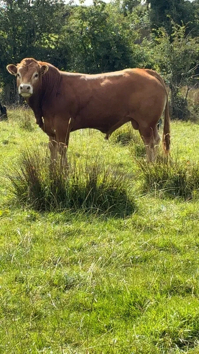 PBR Limousine Bull - Image 1