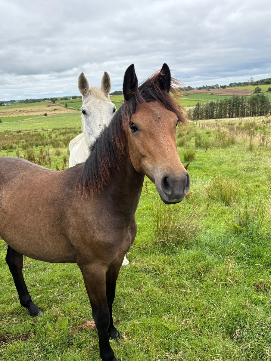 Quality 2025 Foals With Verified Parentage - Image 3