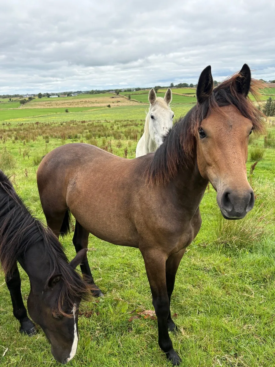 Quality 2025 Foals With Verified Parentage - Image 4