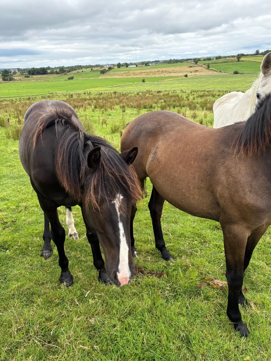 Quality 2025 Foals With Verified Parentage - Image 1