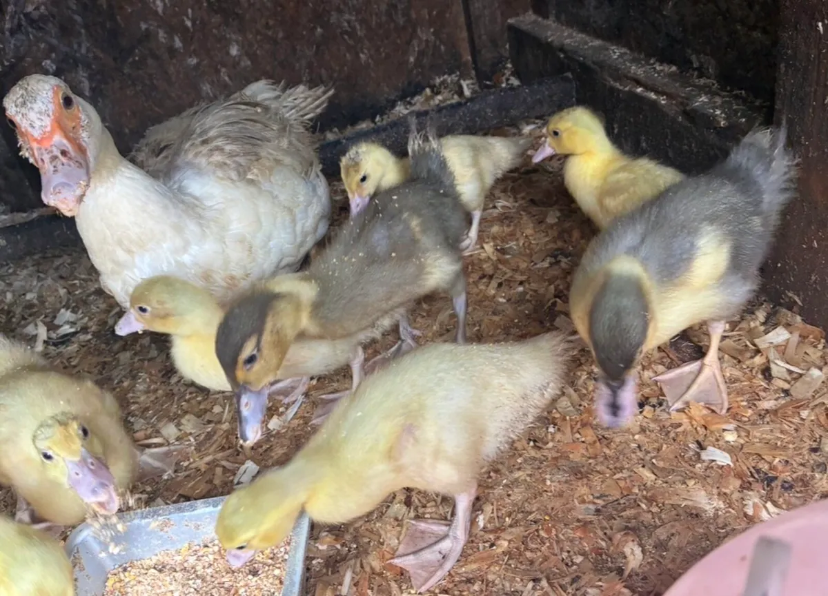 Muscovy ducklings and free drakes - Image 2