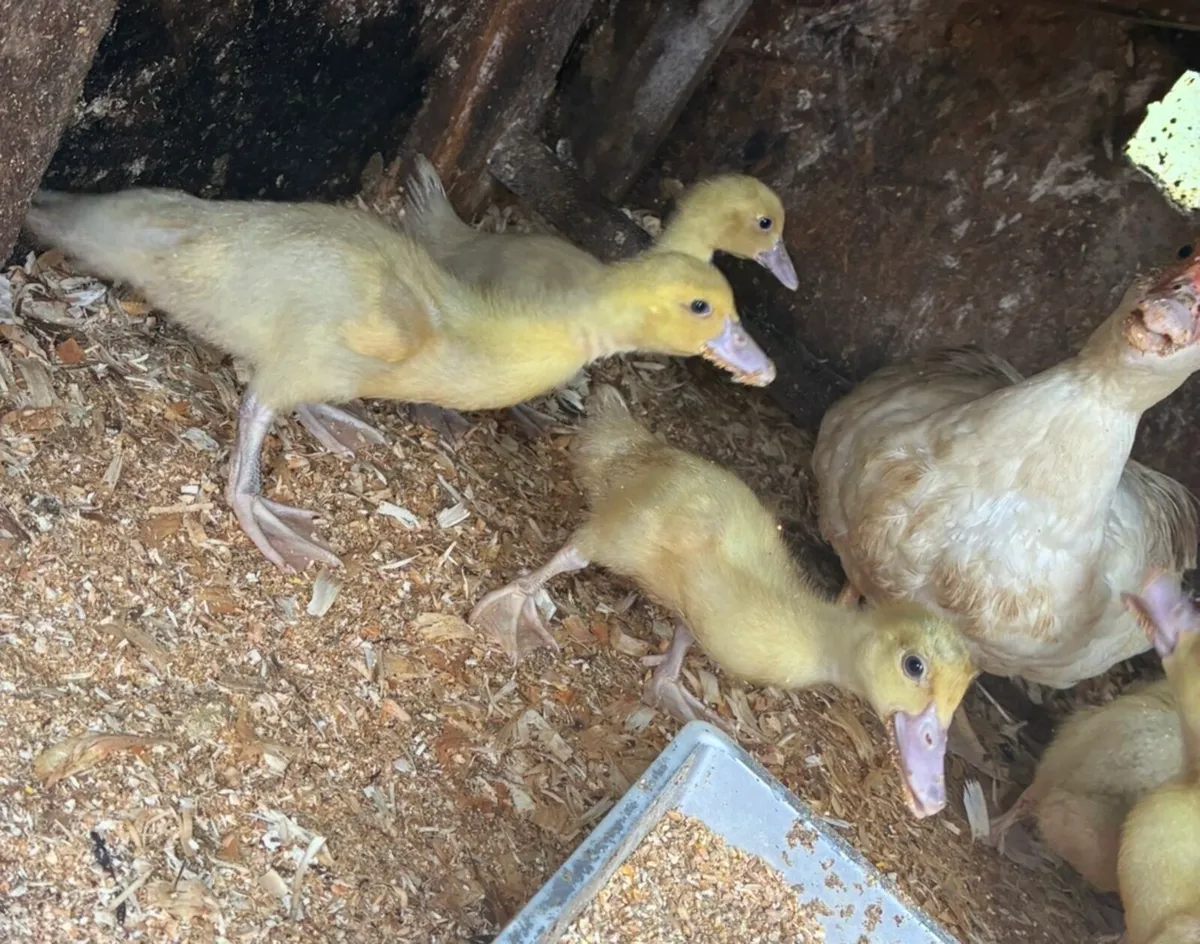 Muscovy ducklings and free drakes - Image 3