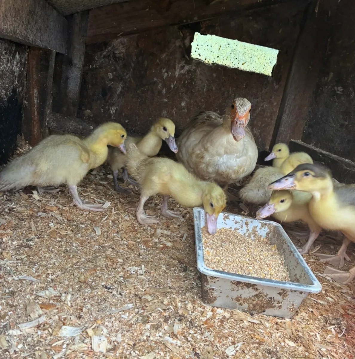 Muscovy ducklings and free drakes - Image 1