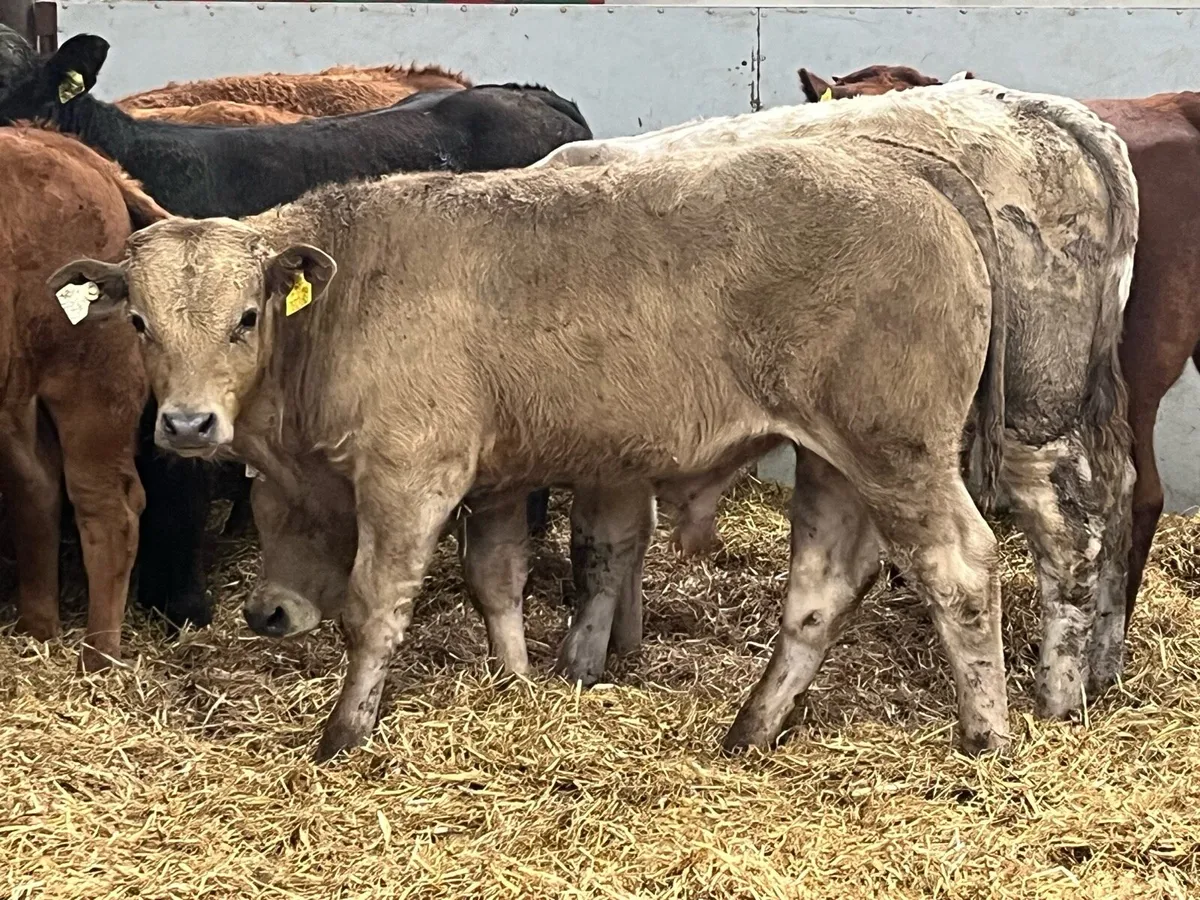 Super U Grade Continental Bull Weanlings - Image 2