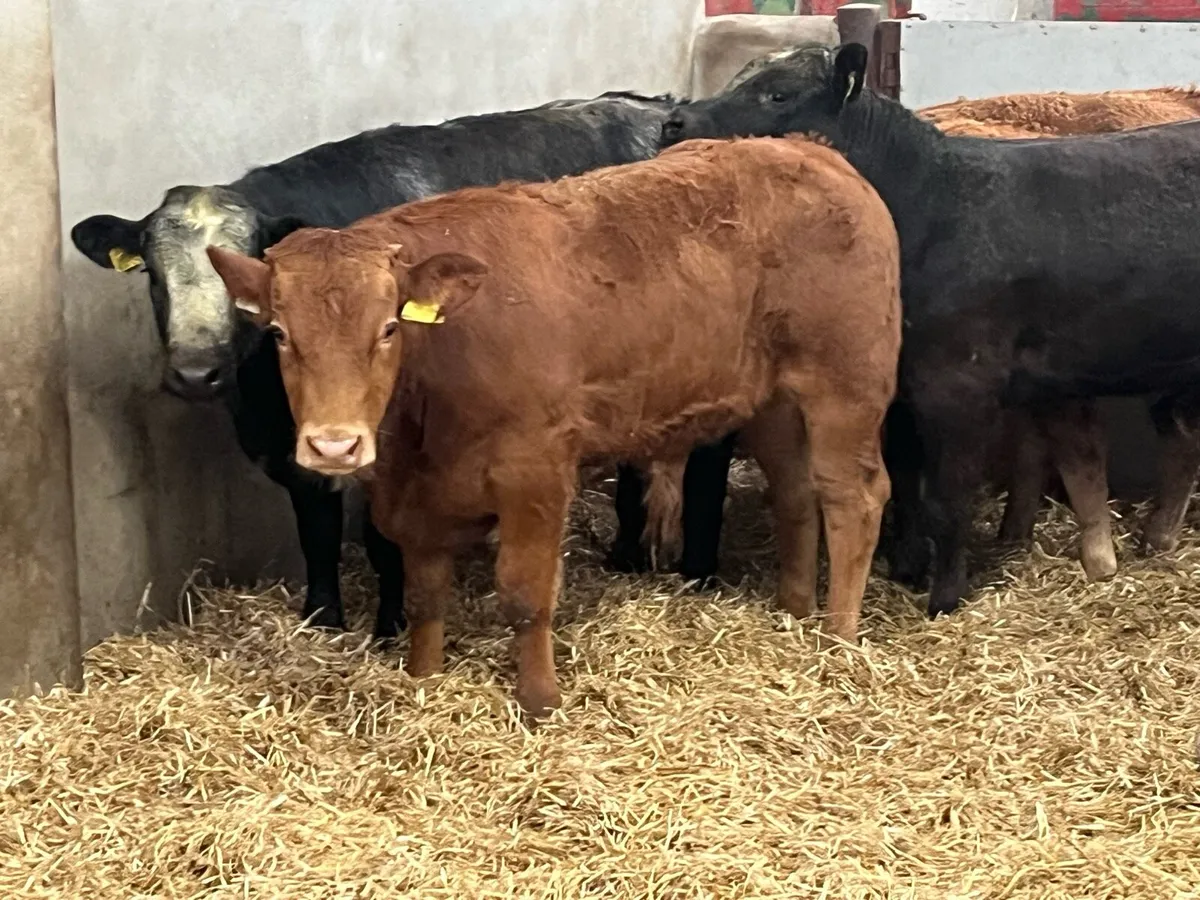 Super U Grade Continental Bull Weanlings - Image 3