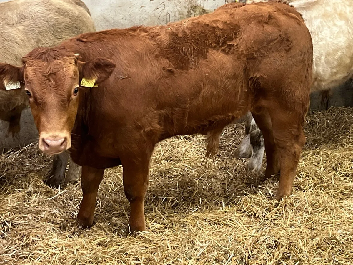 Super U Grade Continental Bull Weanlings - Image 4