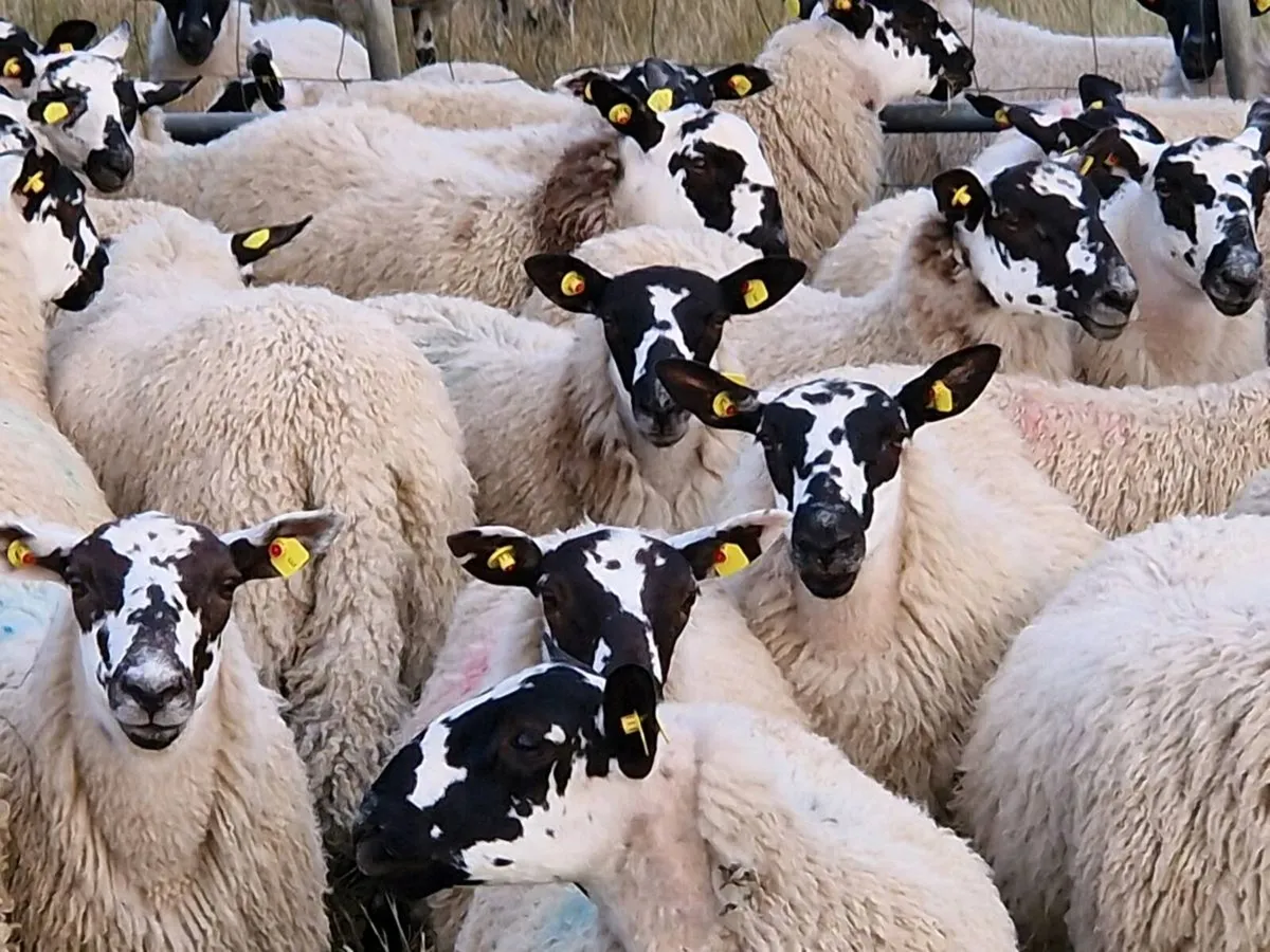 Mule ewe lambs - Image 2