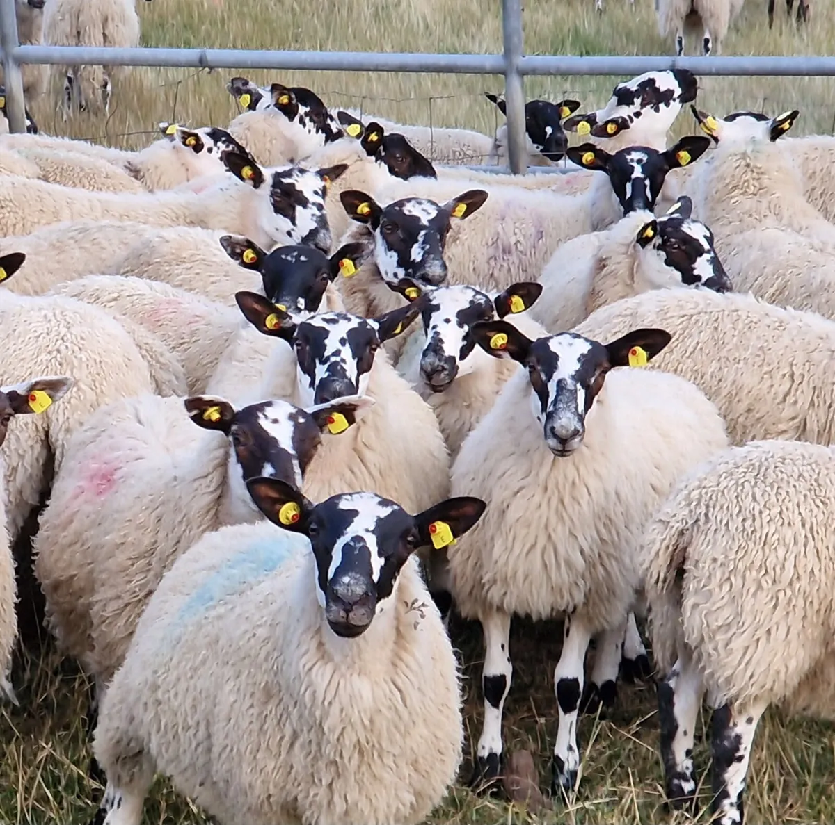 Mule ewe lambs - Image 3
