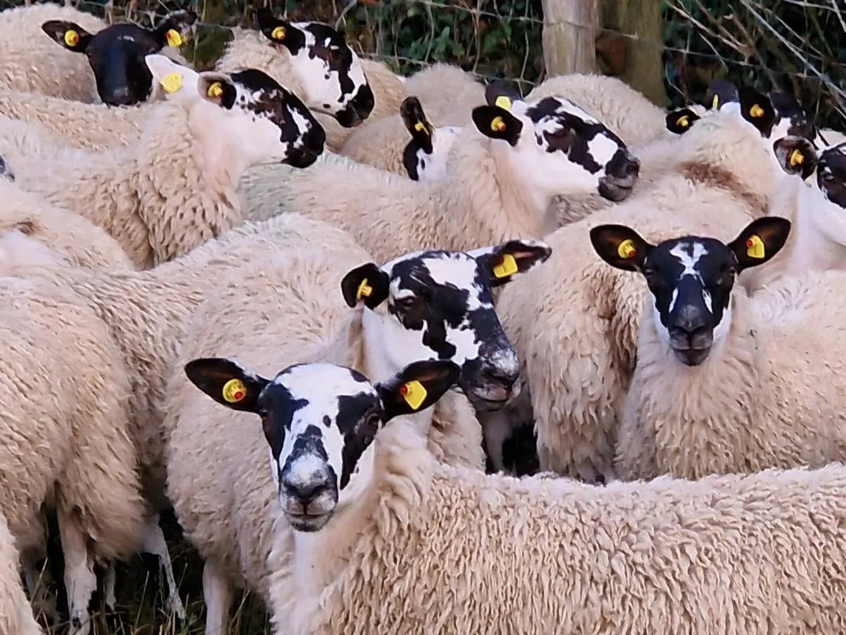 Mule ewe lambs - Image 4