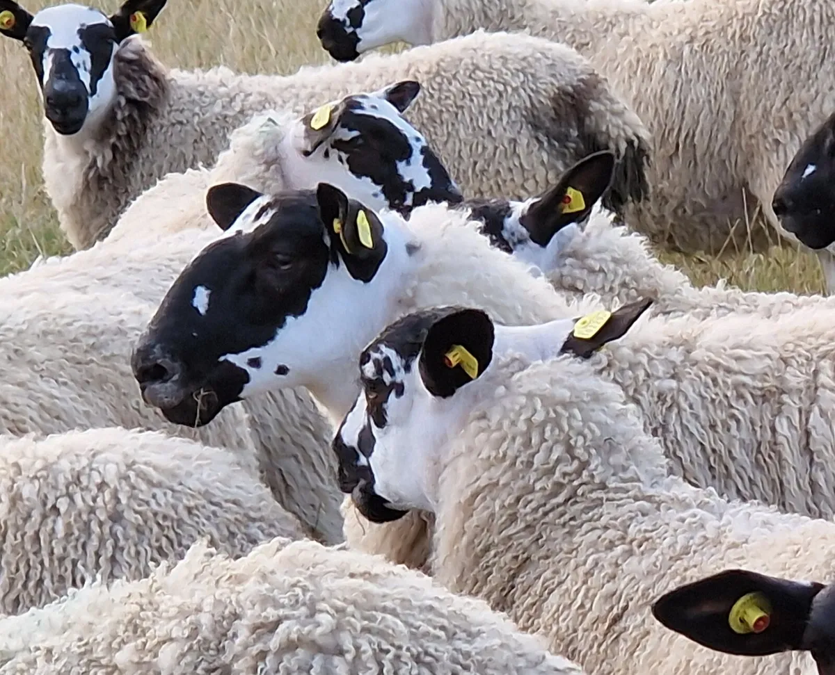 Quality Mule Ewe Lambs. - Image 1