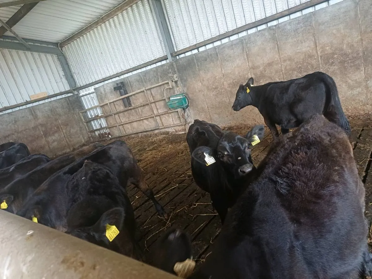 Angus weanlings - Image 2