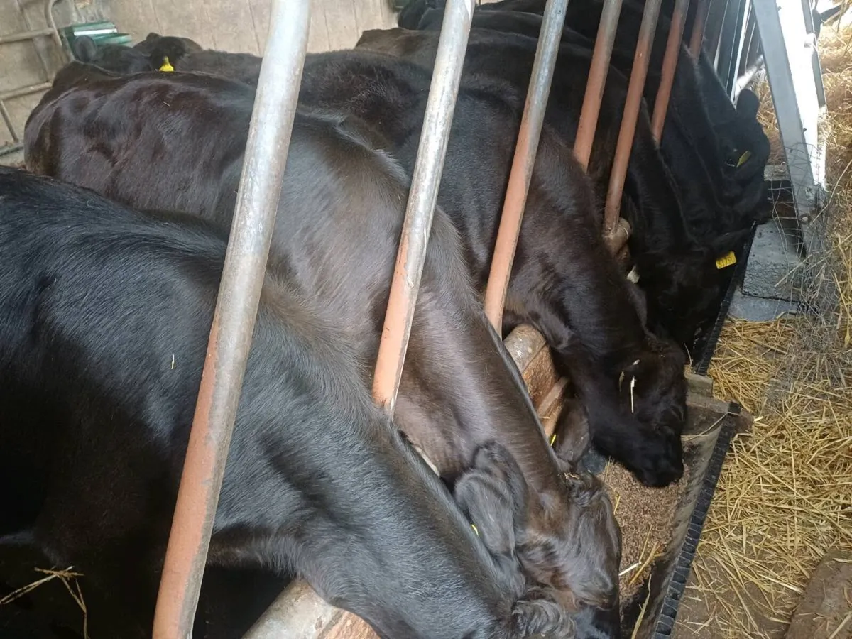 Angus weanlings - Image 3