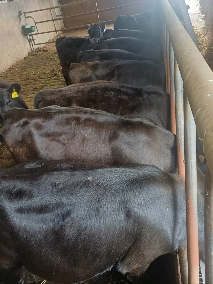 Angus weanlings - Image 4