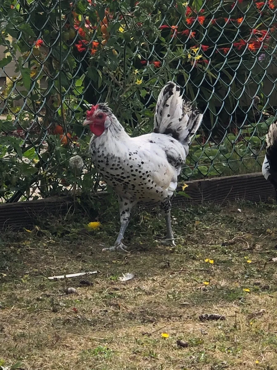 Appenzeller Rooster - Image 1