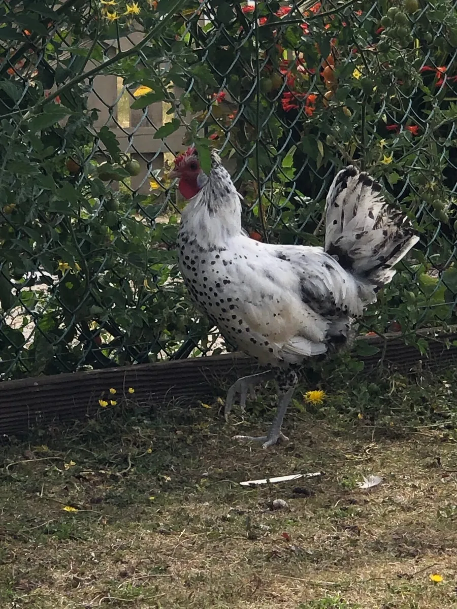 Appenzeller Rooster - Image 2