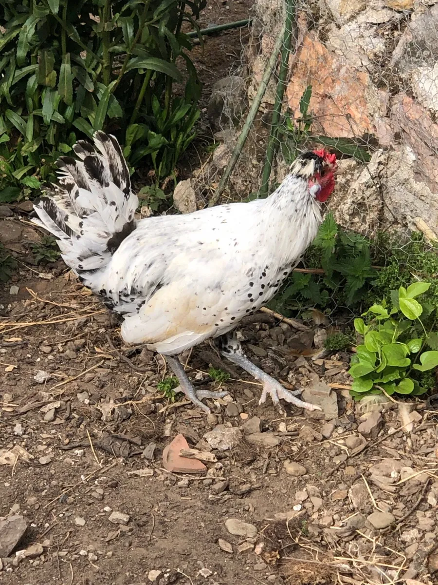 Appenzeller Rooster - Image 3