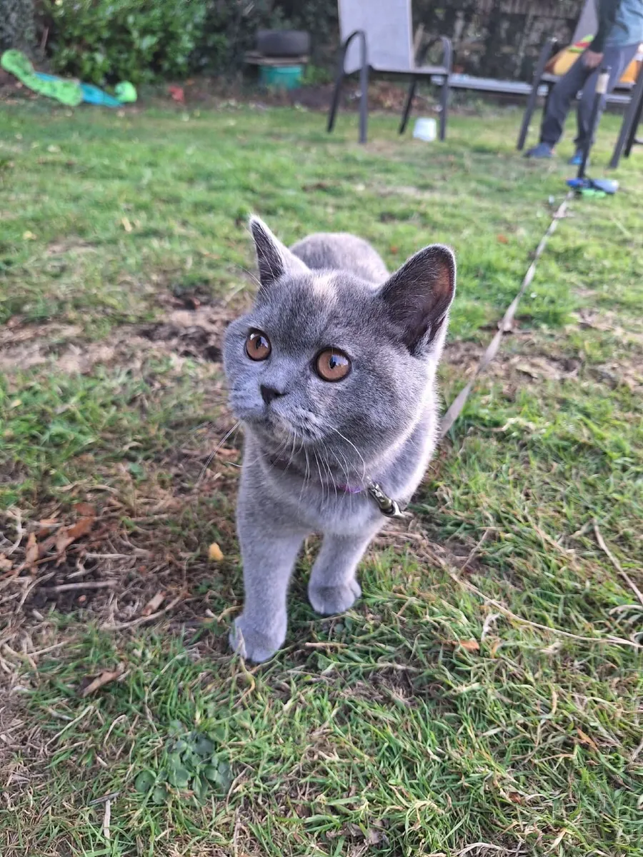 British shorthair purebreed female ķitten - Image 2