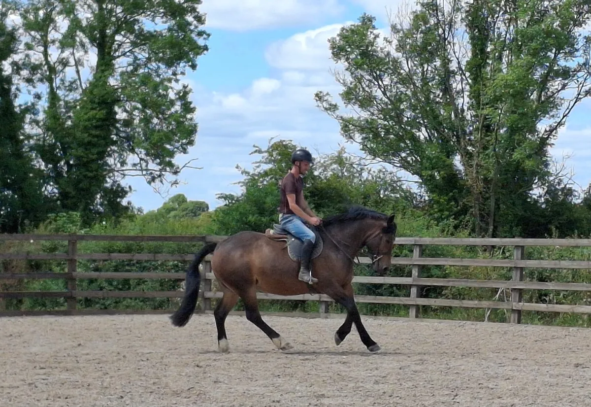HUNTER PREP/FULL LIVERY CASHEL/THURLES - Image 1