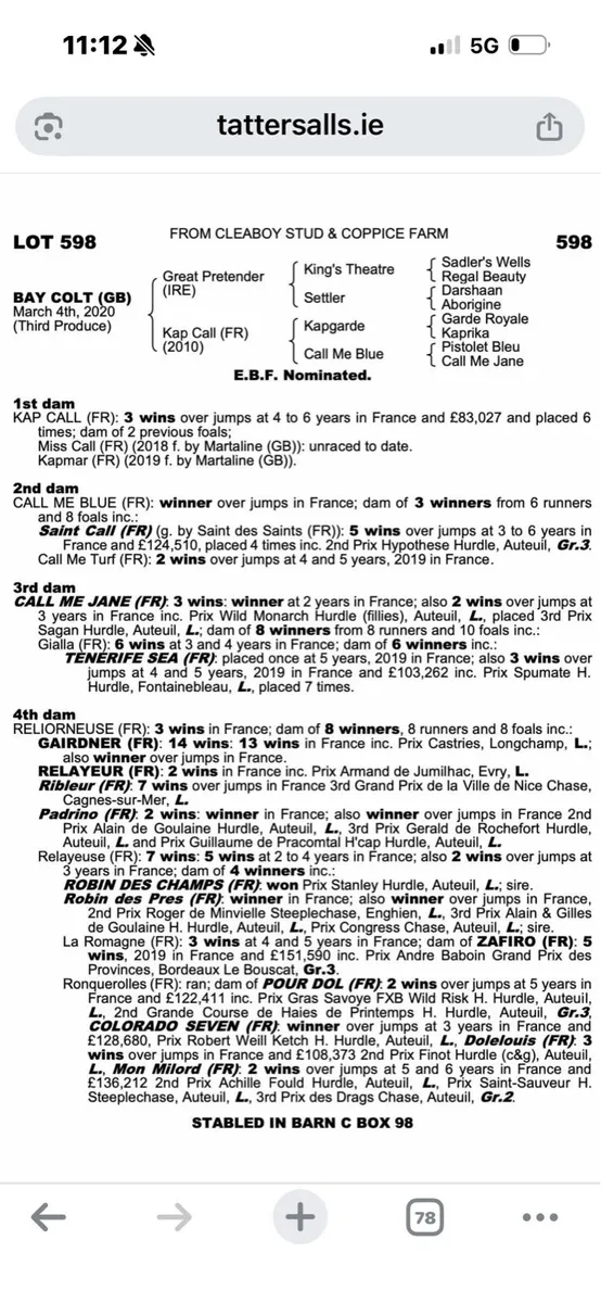 Vadamos 4 year old mare - Image 4