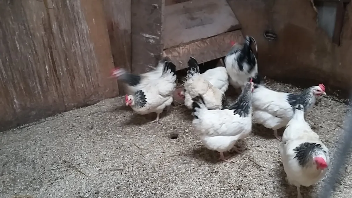 Hens/pullets/chicks/ducklings/ fertile eggs - Image 1