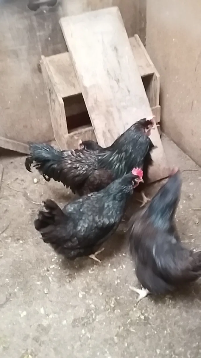 Hens/pullets/chicks/ducklings/ fertile eggs - Image 2