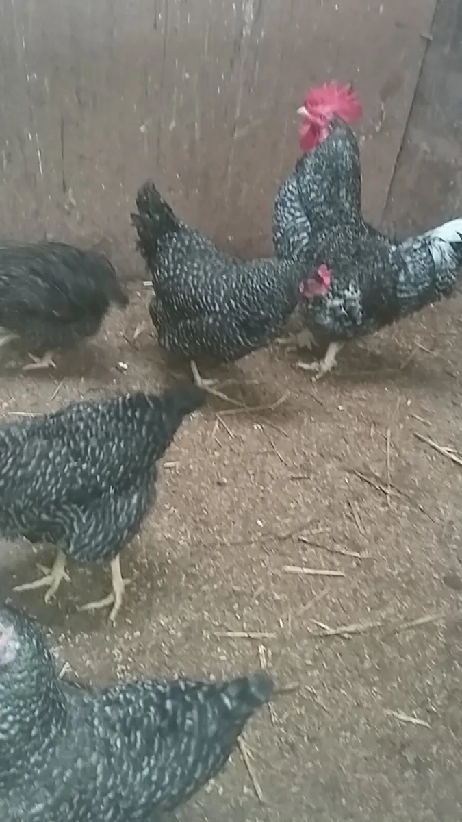 Hens/pullets/chicks/ducklings/ fertile eggs - Image 3