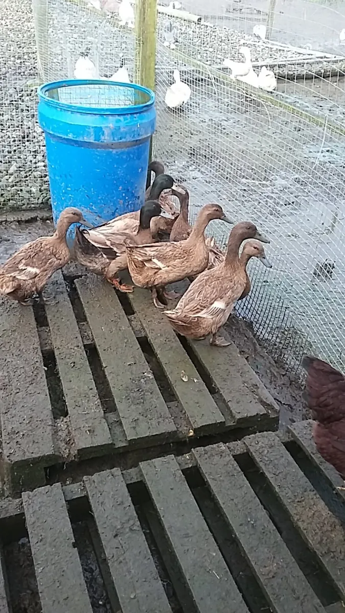 Hens/pullets/chicks/ducklings/ fertile eggs - Image 4