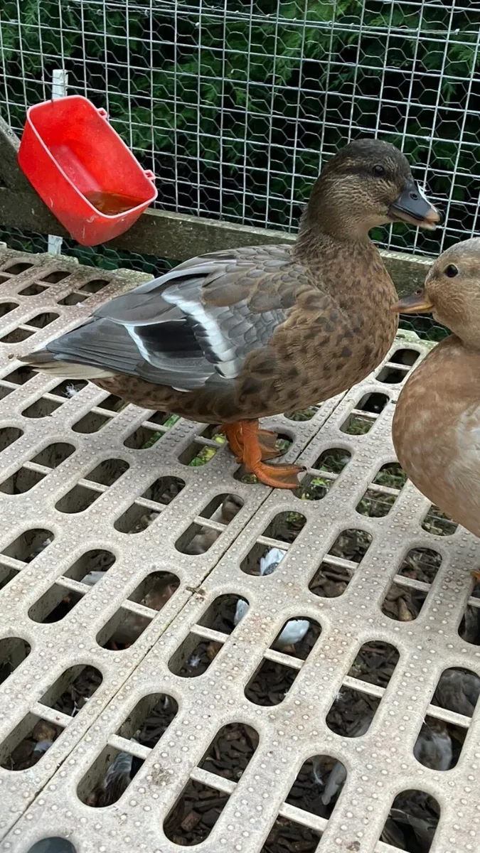 Call ducks - Image 3