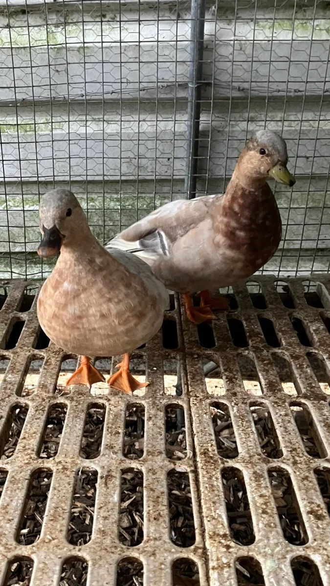Call ducks - Image 4