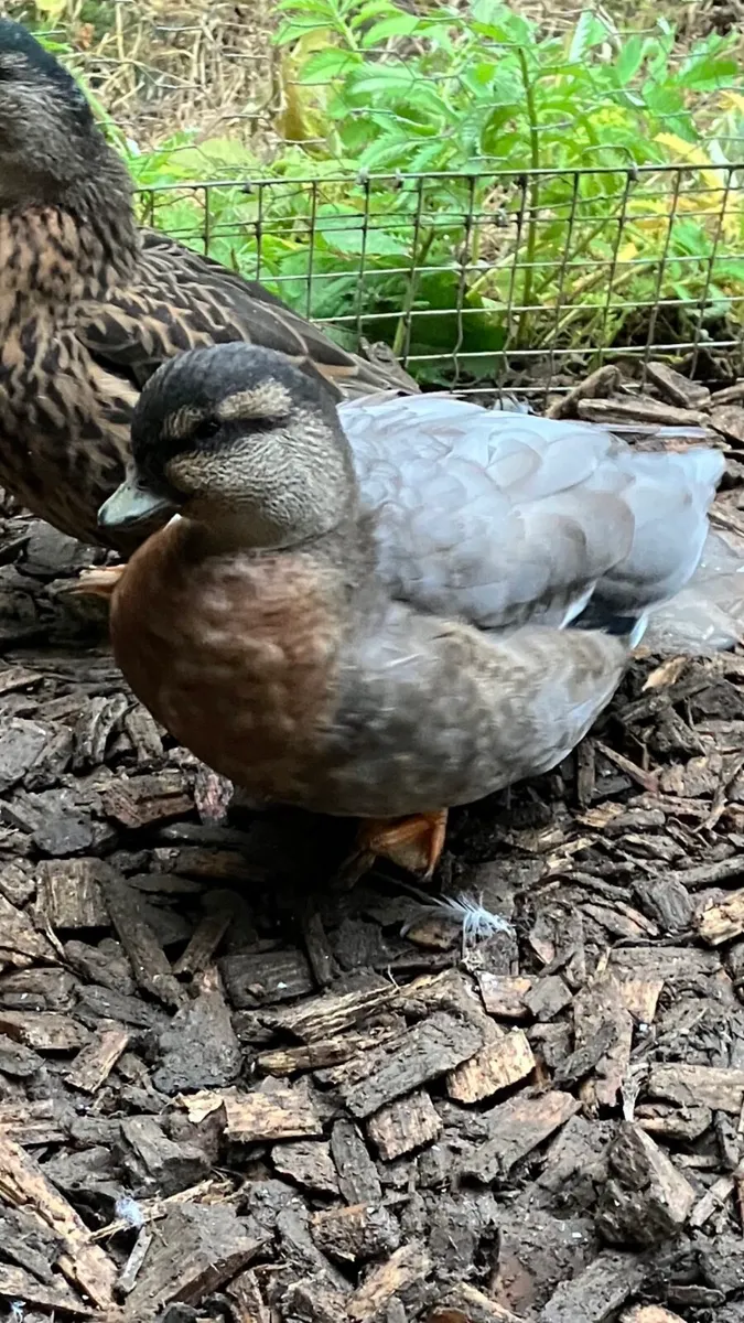 Call ducks - Image 1