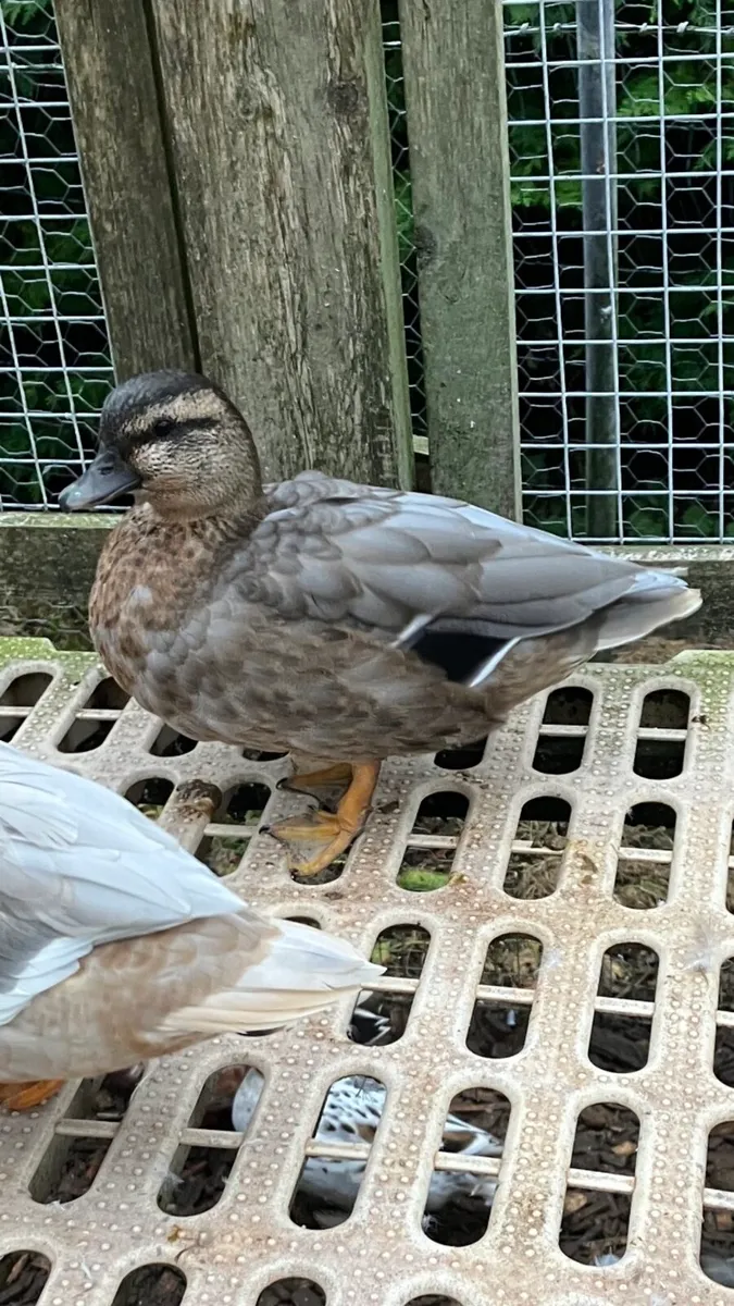 Call ducks - Image 2