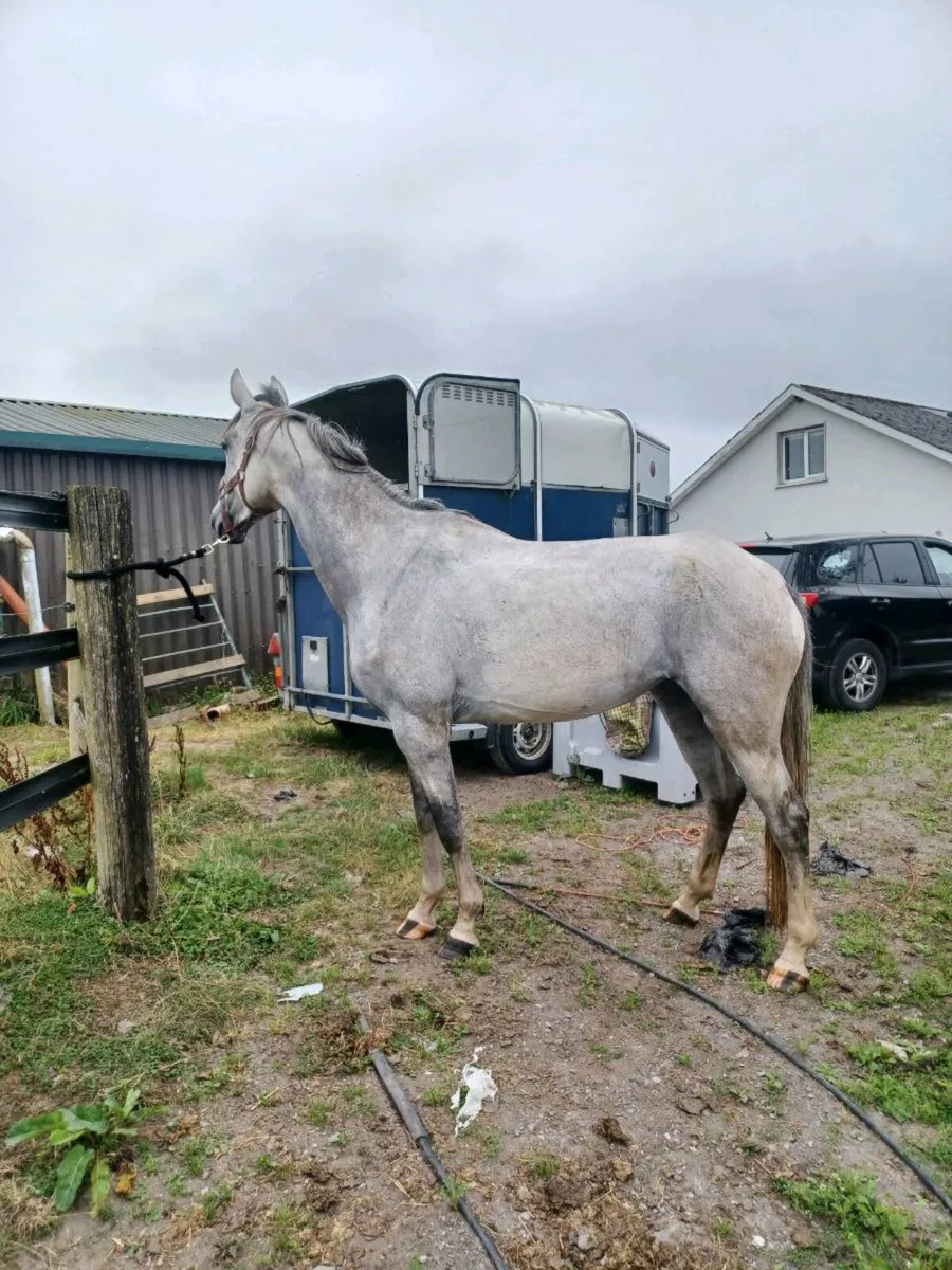 4 YO FILLY - Image 3