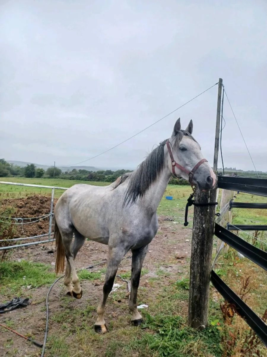 4 YO FILLY - Image 1