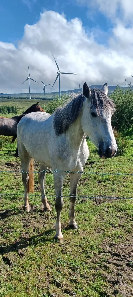 4 YO FILLY - Image 2