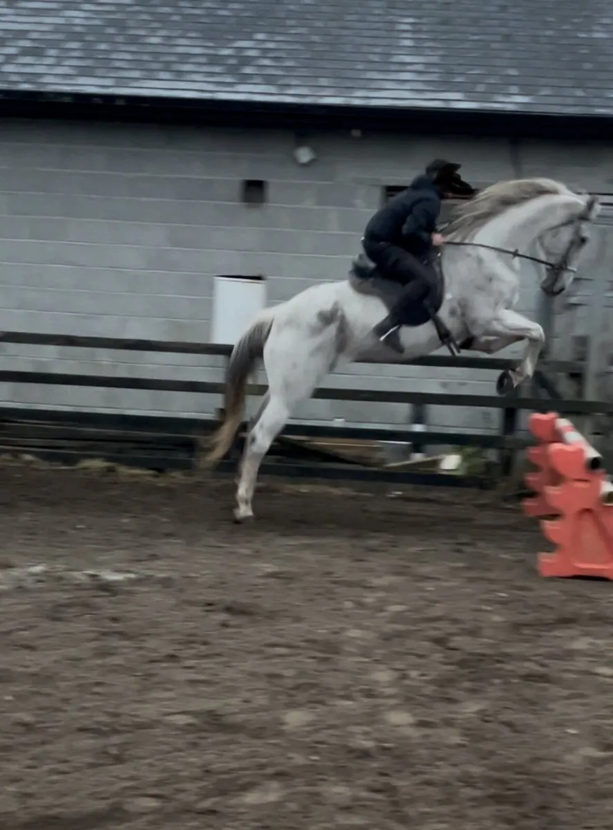 16,2 Broken riding mare and in foal 20 years old - Image 2
