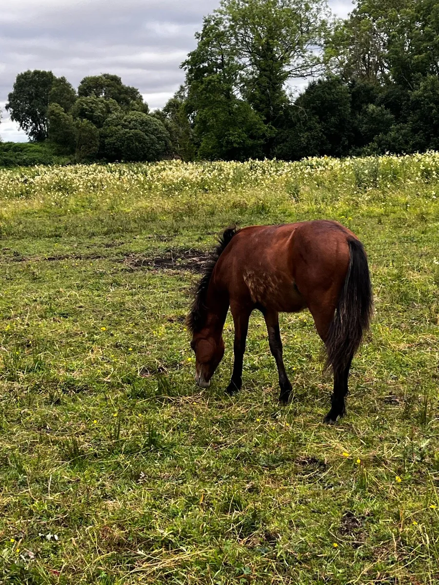 Yearling Colt 11 hands