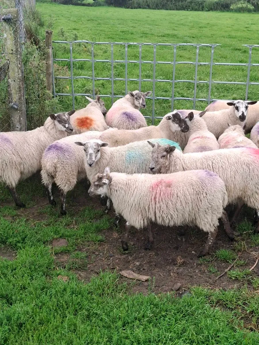 Ewe lambs - Image 2