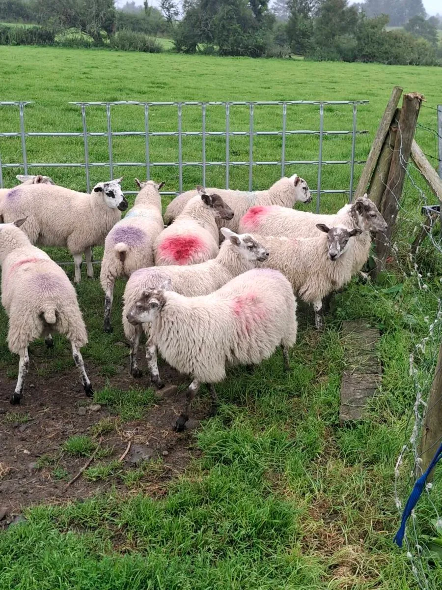 Ewe lambs - Image 3