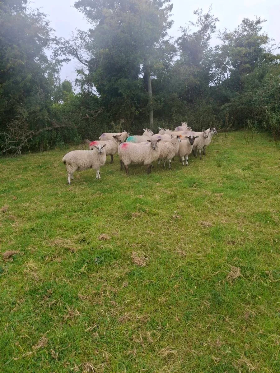 Ewe lambs - Image 1
