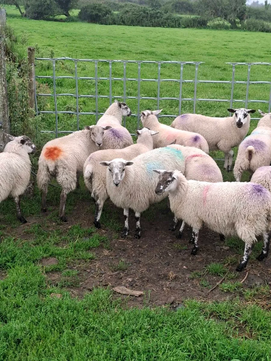 Ewe lambs - Image 4