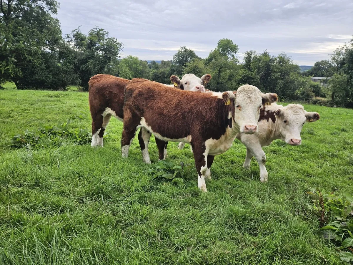 Ped Reg Hereford Heifers - Image 2