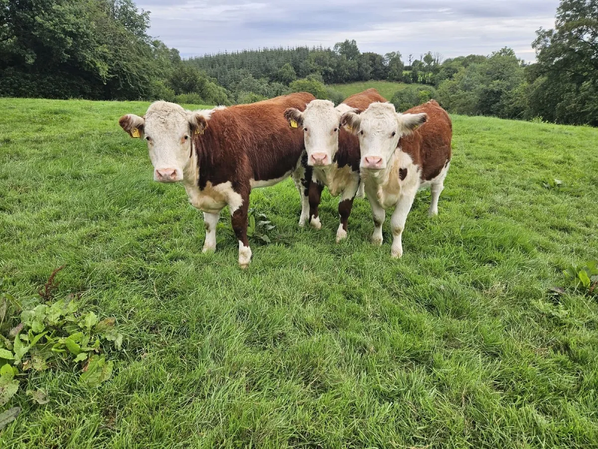 Ped Reg Hereford Heifers - Image 3